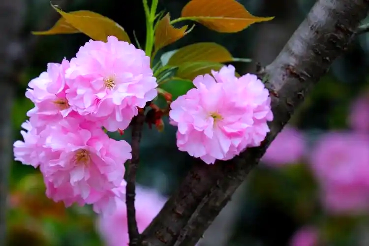 樱花_副本.jpg