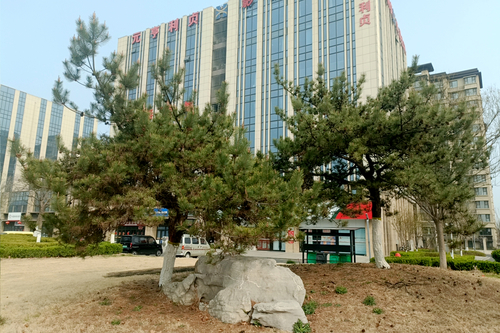 造型松修剪前圖片.jpg